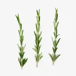 Rosmarin für die Haare – wie wirkt er und wie wendet man ihn an?